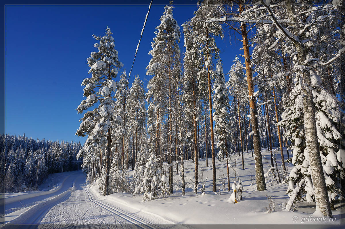 лыжня в Финляндии