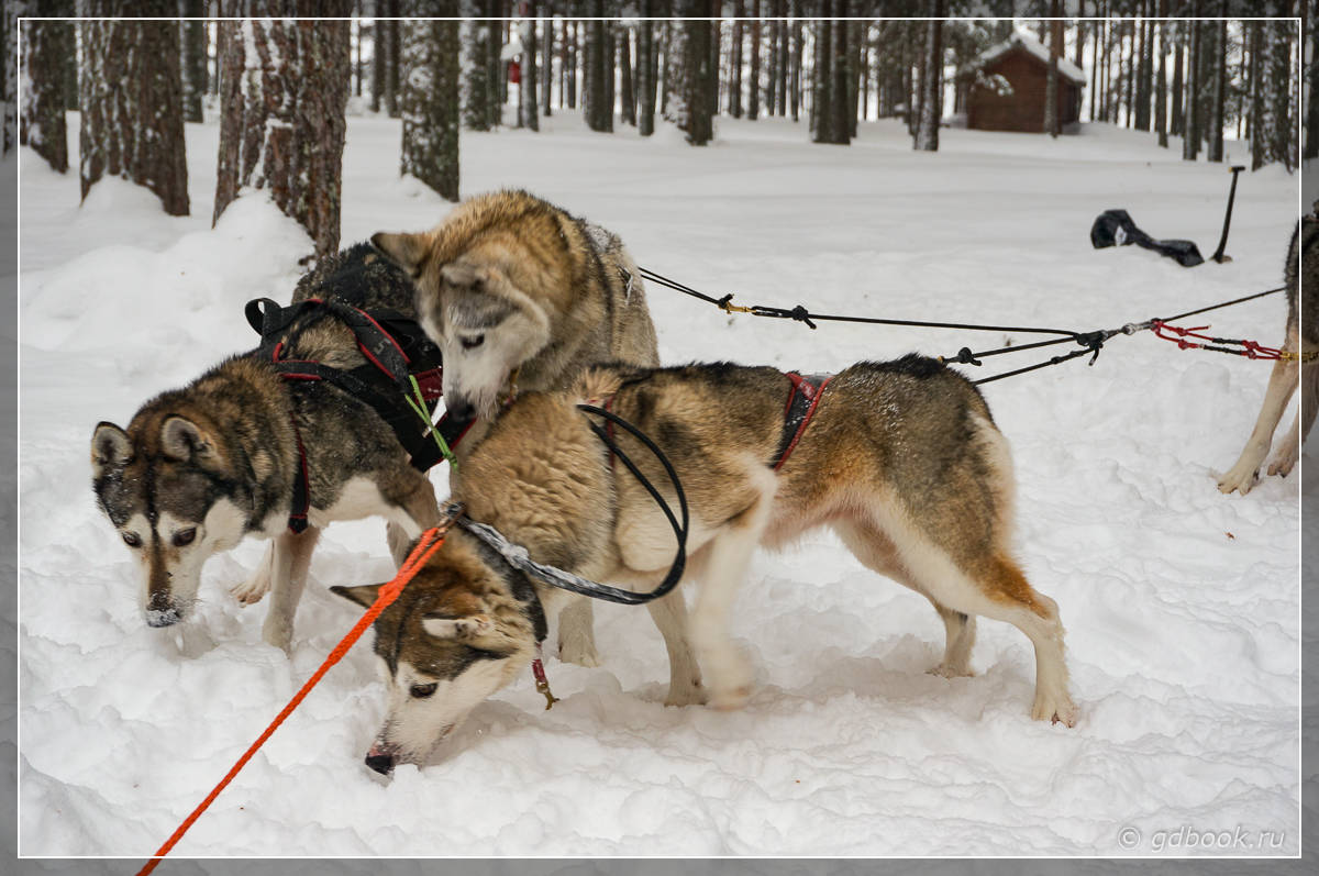 Катание на собачьих упряжках в Коли