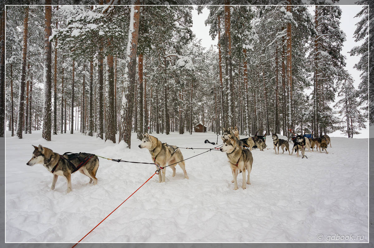 Катание на собачьих упряжках в Коли