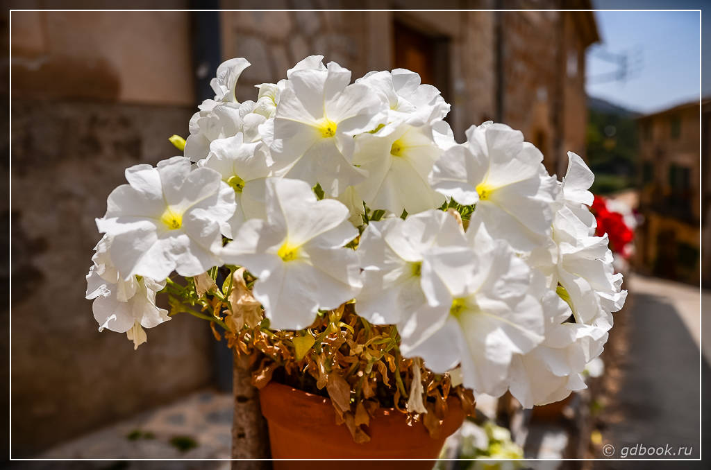 Вальдемосса