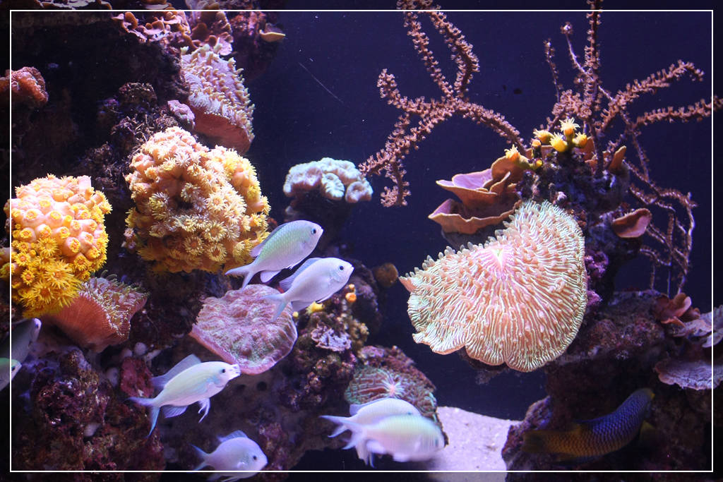 Океанариум Palma Aquarium