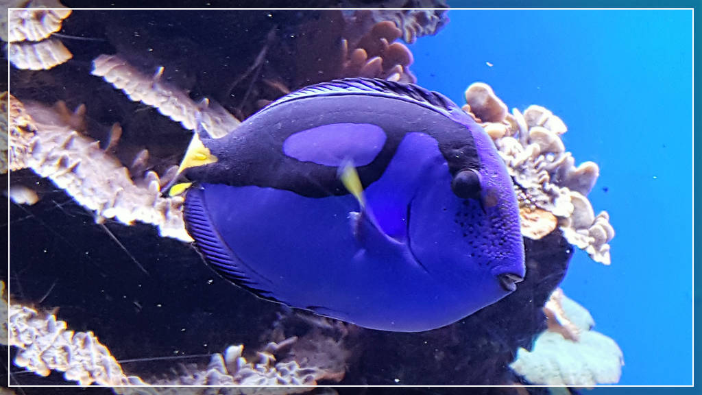 Океанариум Palma Aquarium