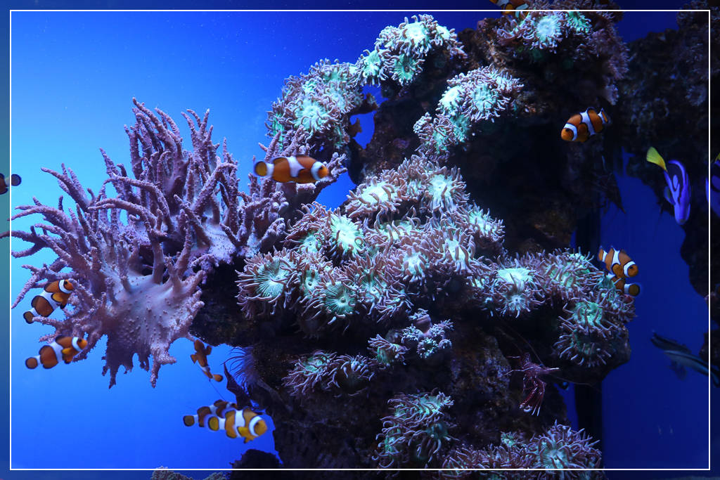 Океанариум Palma Aquarium