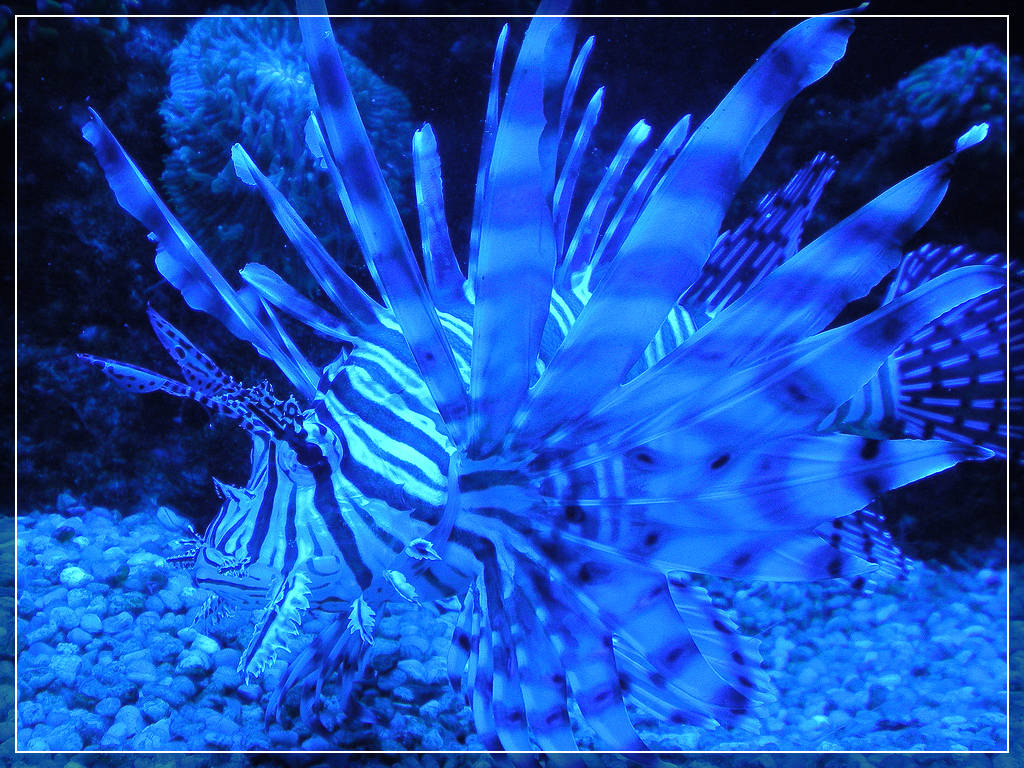 Океанариум Palma Aquarium